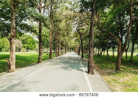 Tree With Road In Park