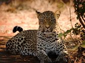 Panthera pardus