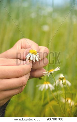 guessing about love daisies