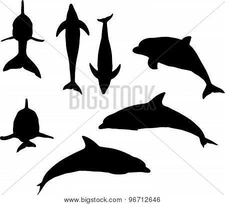 Dolphin Silhouette