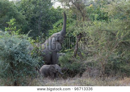 A Mother African Elephant Reaching For Leaves While Baby Plays Nearby