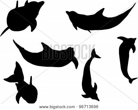 Dolphin Silhouette Isolated