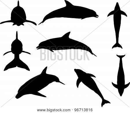 Dolphin Silhouette