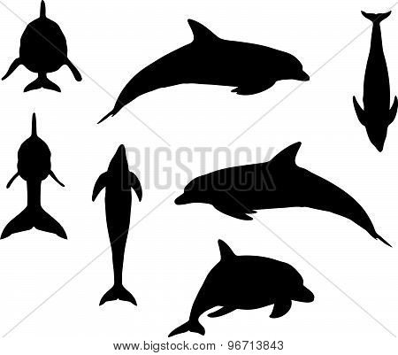 Dolphin Silhouette