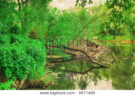 Bush a řeka