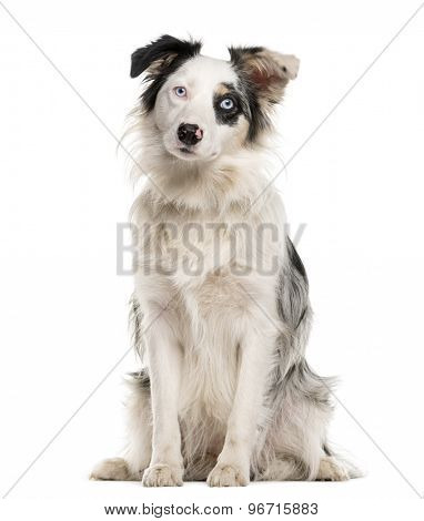 Border Collie sitting with heterochromia in front of a white background
