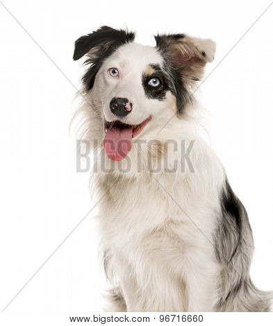 Close-up of a Border Collie with heterochromia in front of a white background