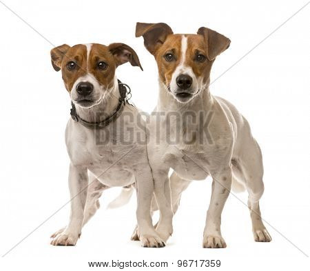 Two Jack Russell Terriers in front of a white background