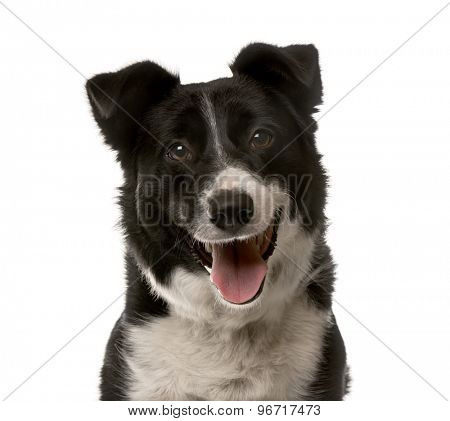 Close-up of a Crossbreed dog in front of a white background
