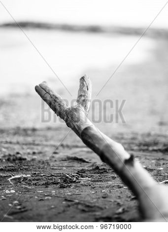 Fork-shaped Branch On The Sea Shore