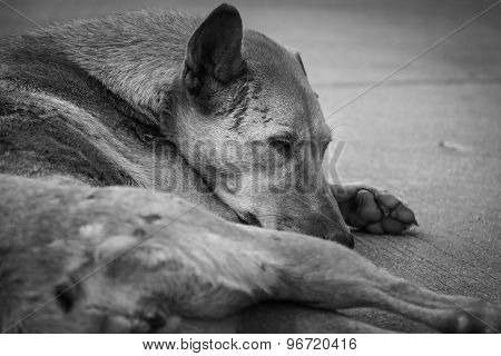 The Homeless Dog On Side Street, Back And White Tone