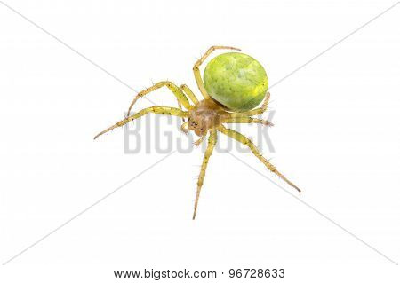 Green Spider On A White Background