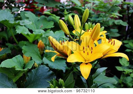 Yellow lilies