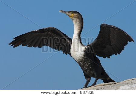 Whitebreasted Cormorant2