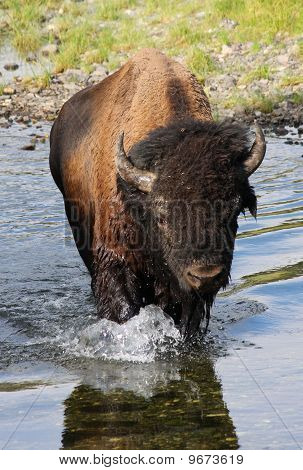American Bison