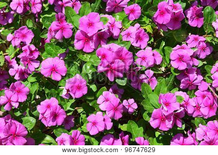 Pink Impatiens Flowers