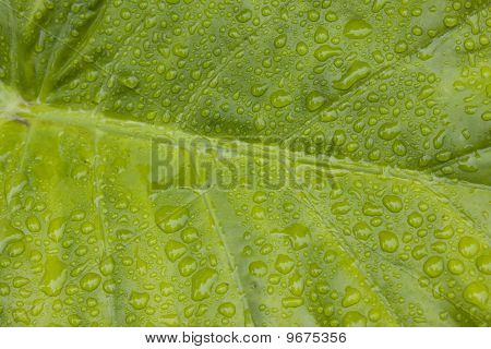 Grönt blad närbild