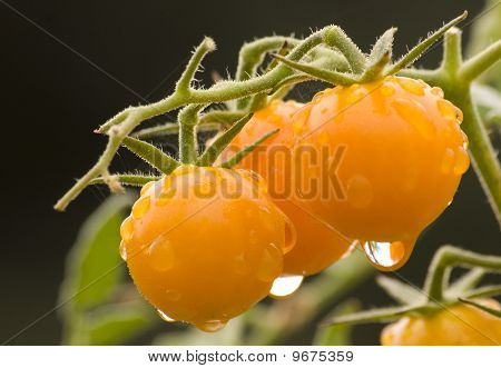 Gula körsbärstomater