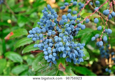 Mahonia aquifolium