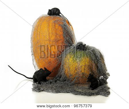 Two pumpkins covered in a tattered old mesh overrun with 3 black mice and a big black rat.  On a white background.
