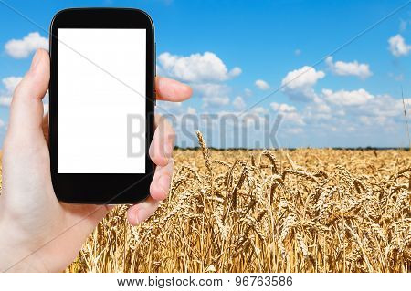 Tourist Photographs Wheat Field Under Blue Sky