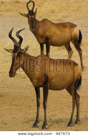 Hartebeest1 rojo