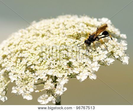 Dauber on Flower