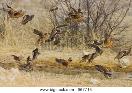 Sandgrouse