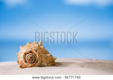 tropical shell on white Florida beach sand under sun light, shallow dof