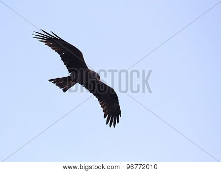 Black Kite