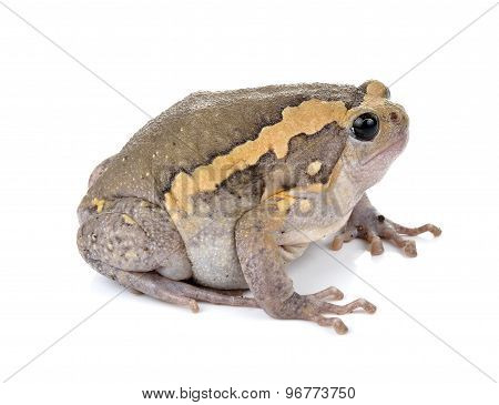 Chubby Frog On White Background