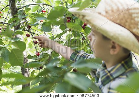 Child Harvesting Morello Cherries