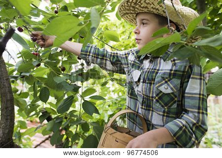 Child Harvesting Morello Cherries