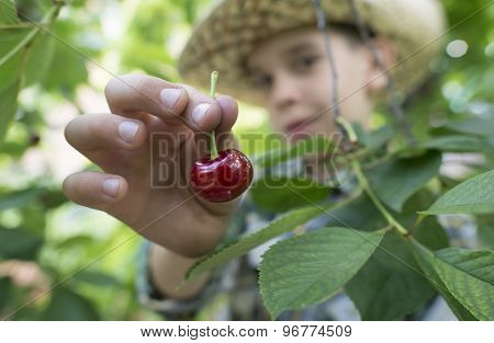 Child Harvesting Morello Cherries