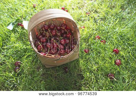 Morello Cherries In Basket On Green Meadow