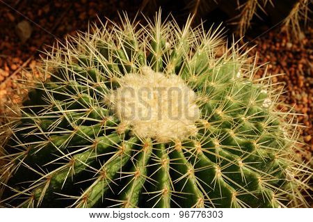 Cactus
