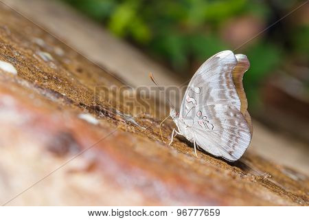 Redspot Duke Butterfly (euthalia Evelina)
