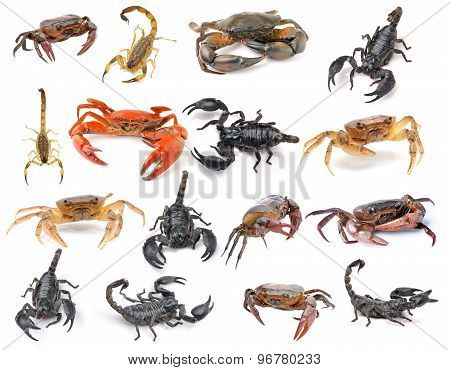 Scorpion And Crab Isolated On White Background