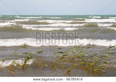 Beach With Reeds