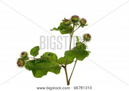 Burdock