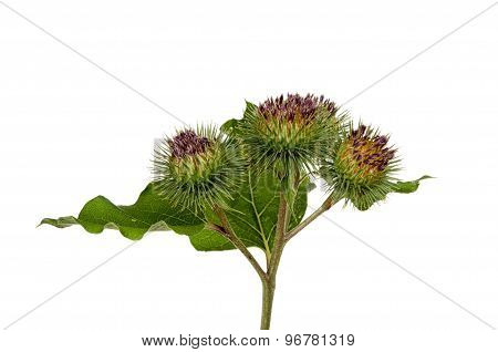 Burdock