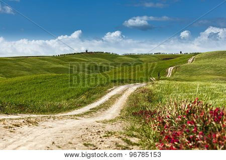 A Country Road On Rolling Hill In A Rural Landscape, Tuscany