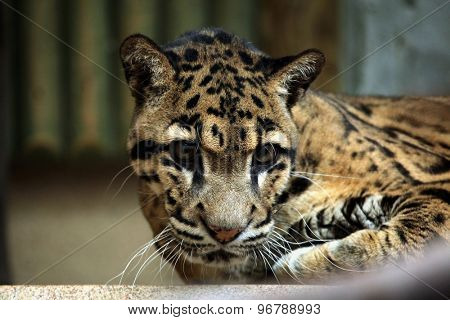 Clouded leopard (Neofelis nebulosa). Wildlife animal. 