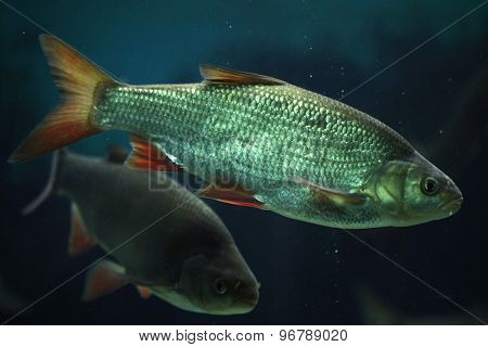 Common rudd (Scardinius erythropthalmus). Wildlife animal. 