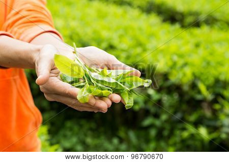 Person offering freshy harvested tea leafs on her palm
