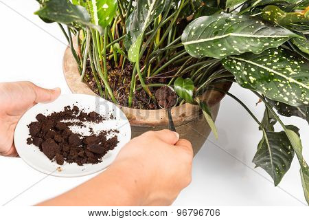 Spent grounded coffee applied onto potted plant as natural fertilizer