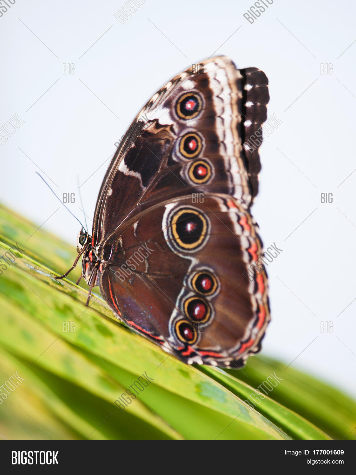 Image Preview