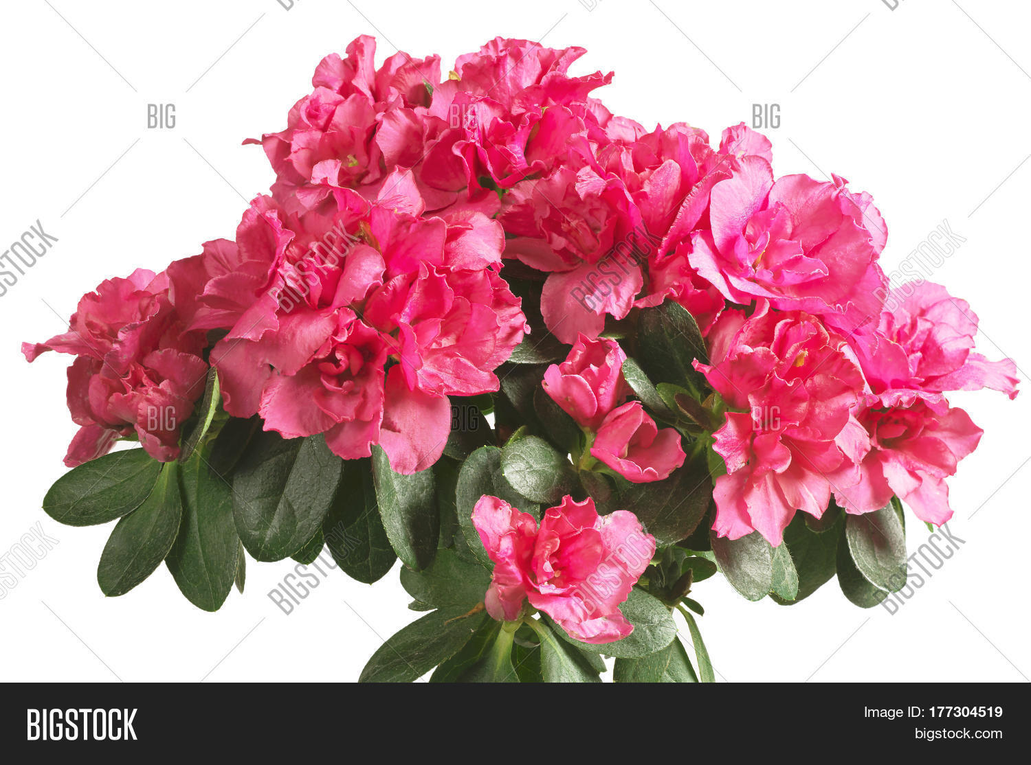 Image Preview