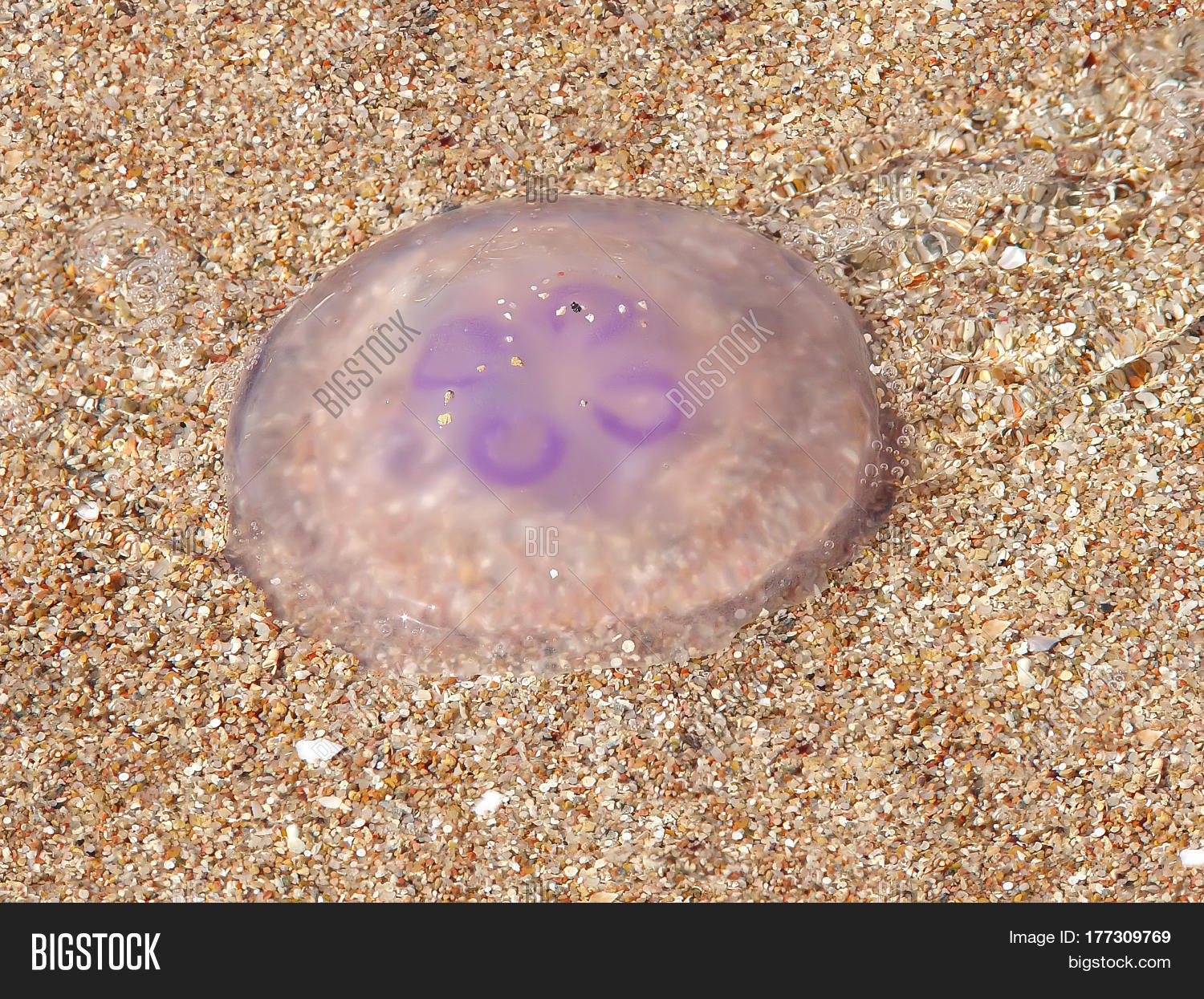 Translucent Jellyfish Image & Photo (Free Trial) Bigstock
