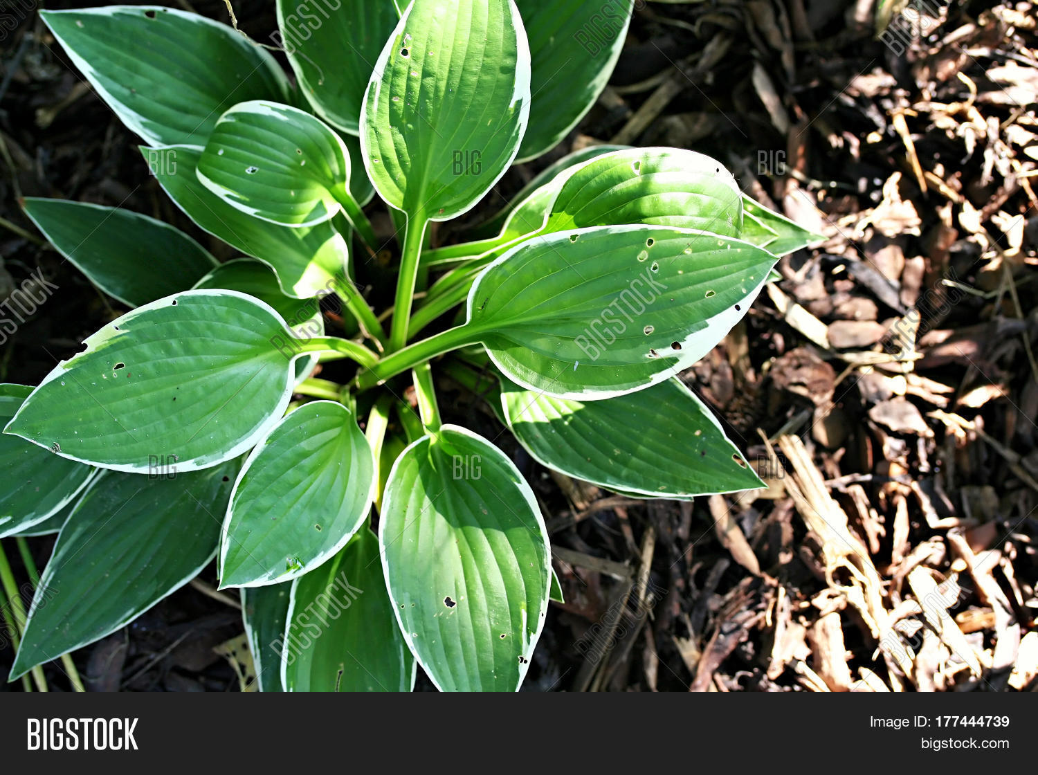Hosta 'little White Image & Photo (Free Trial) Bigstock